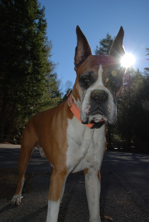 Case - my Sequoia replacement for the day at the Obed